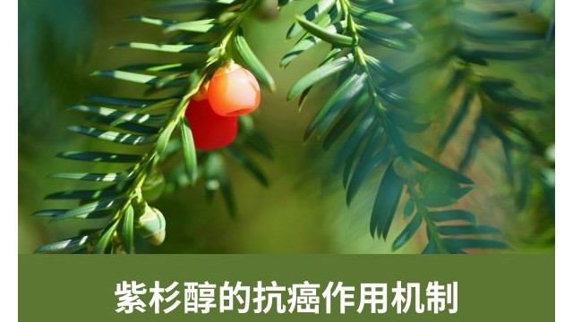 紫杉醇的抗癌作用机制