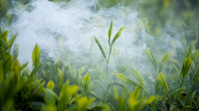 绿茶提取物（茶多酚）具有哪些保健功能?