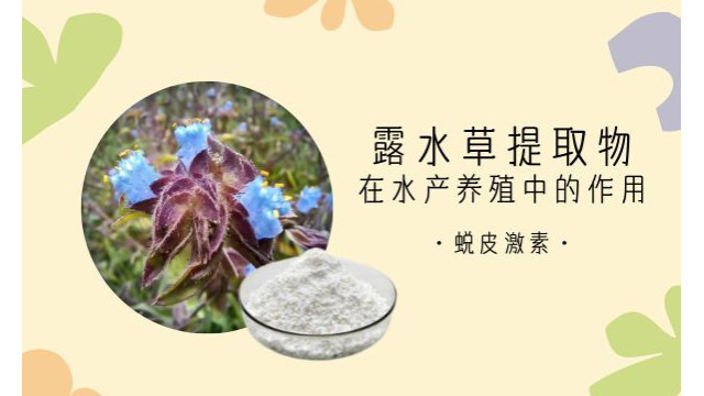 露水草提取物在水产养殖中的作用 露水草提取物在水产养殖中的作用