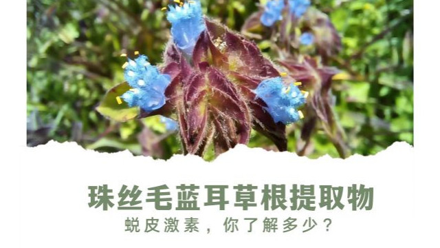 关于珠丝毛蓝耳草提取物,你了解多少? 关于珠丝毛蓝耳草提取物,你了解多少?