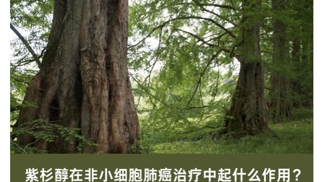 紫杉醇在非小细胞肺癌治疗中起什么作用？