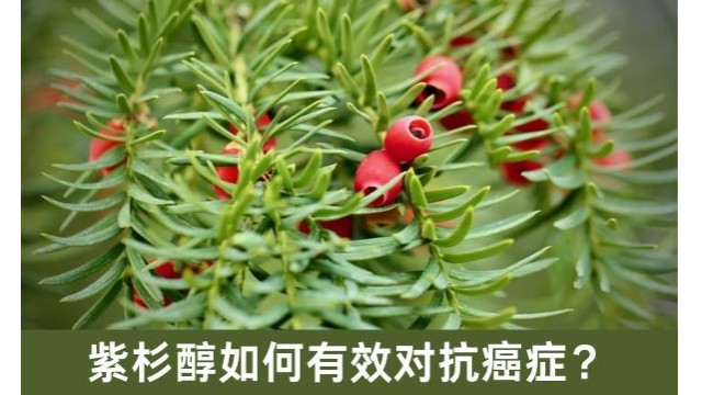 紫杉醇如何有效对抗癌症？