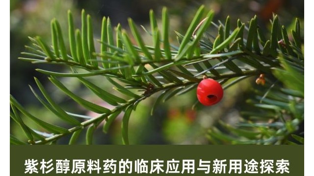 紫杉醇原料药的临床应用与新用途探索