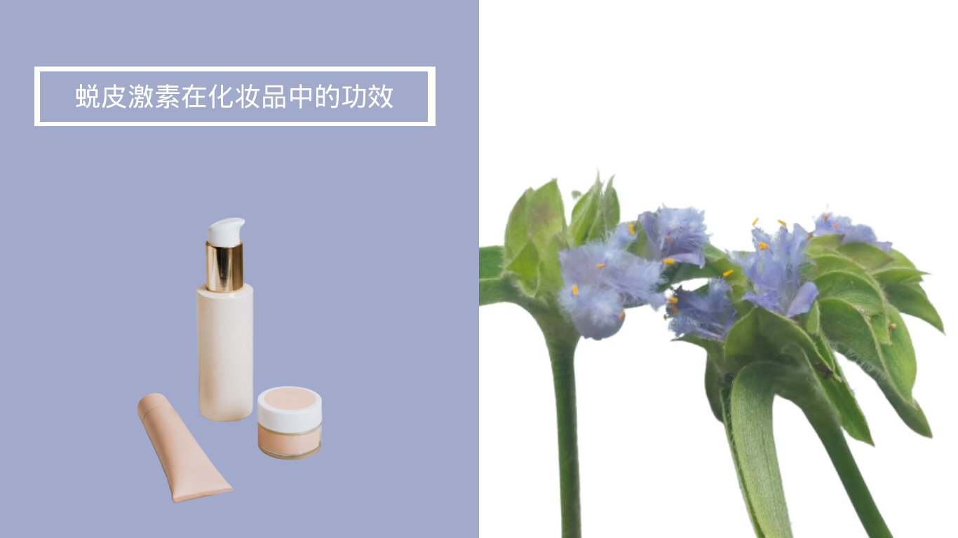 蜕皮激素在化妆品中的功效